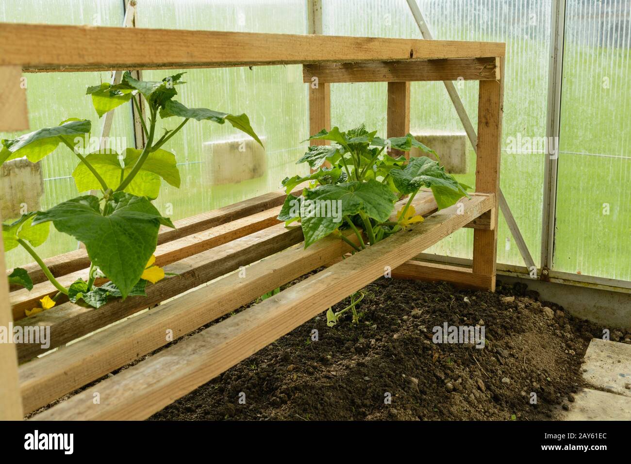 diverse piante di pomodoro in una serra con auto-costruito piantando aiuti Foto Stock