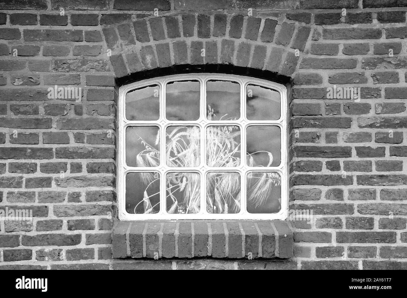 Saluto la grana fuori dalla finestra in bianco e nero Foto Stock