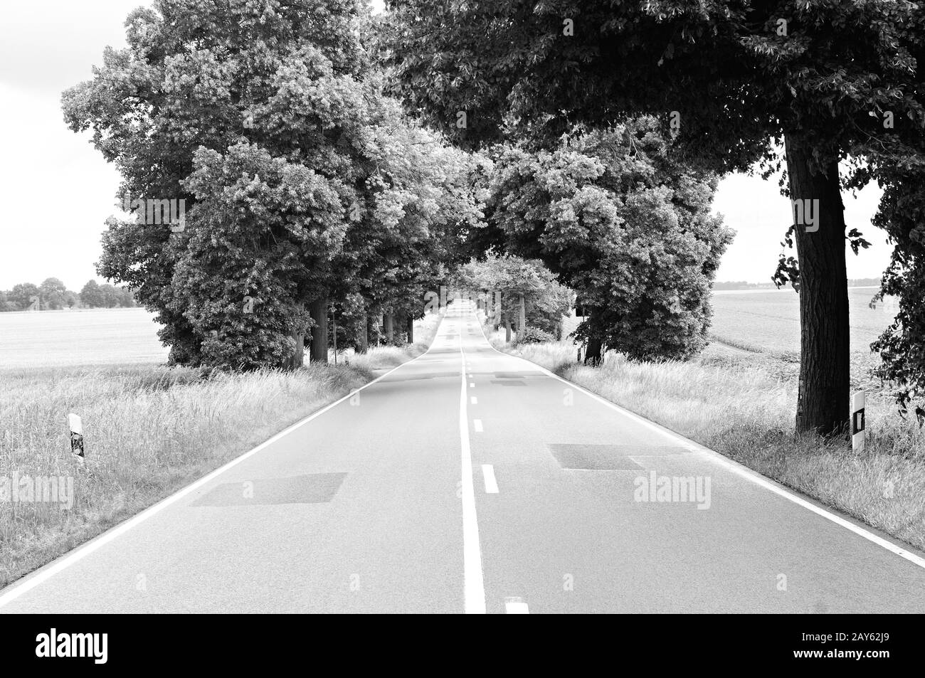 Tree Avenue a County Road 12 DM da Wagun-Dargun Germania bianco e nero Foto Stock