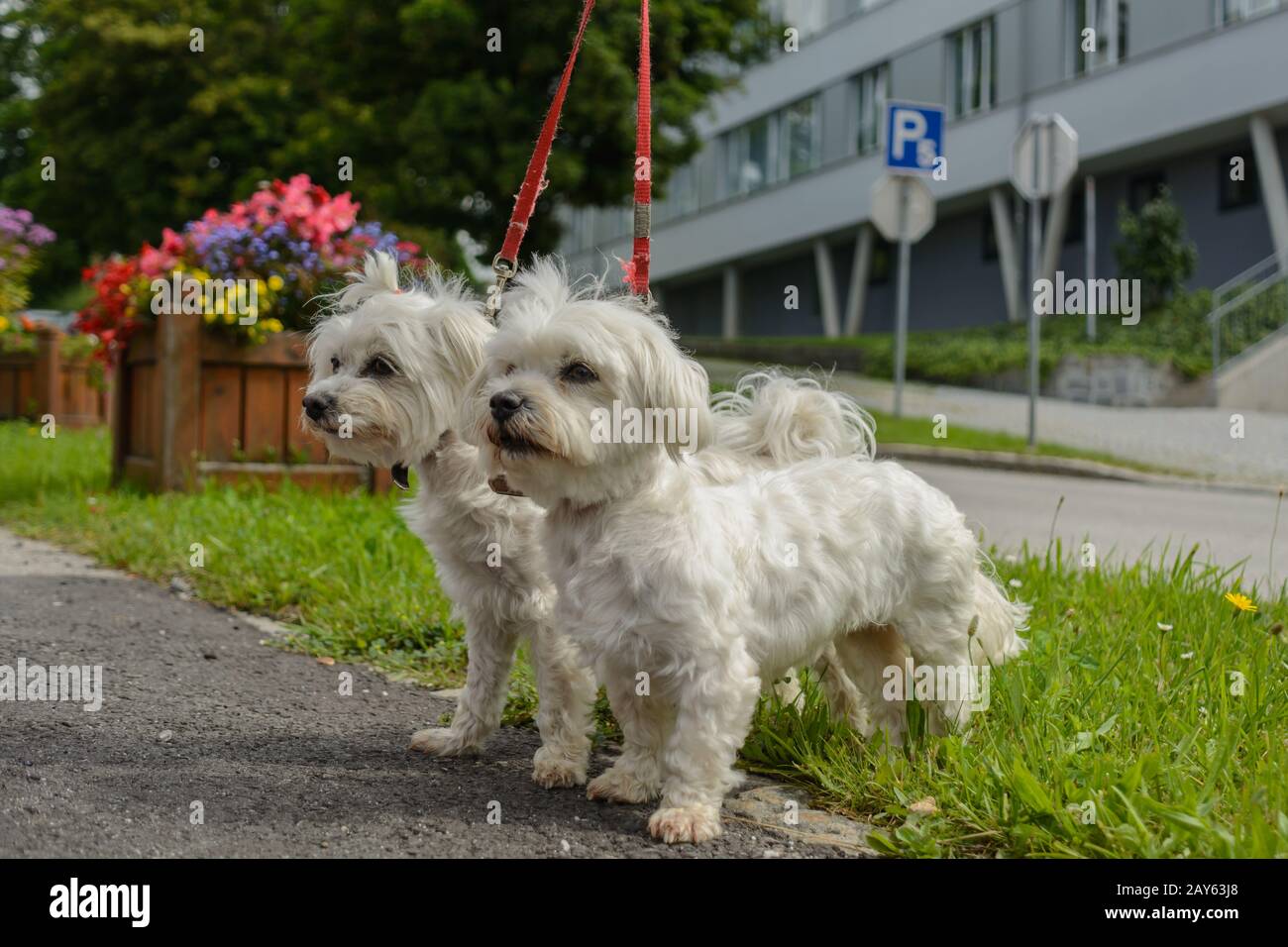 Due cani maltesi camminano come una coppia su un guinzaglio Foto Stock