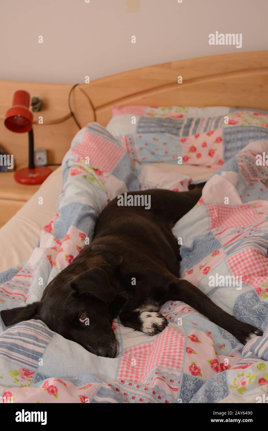 fedele amico - cane nero nel letto di una camera da letto Foto Stock
