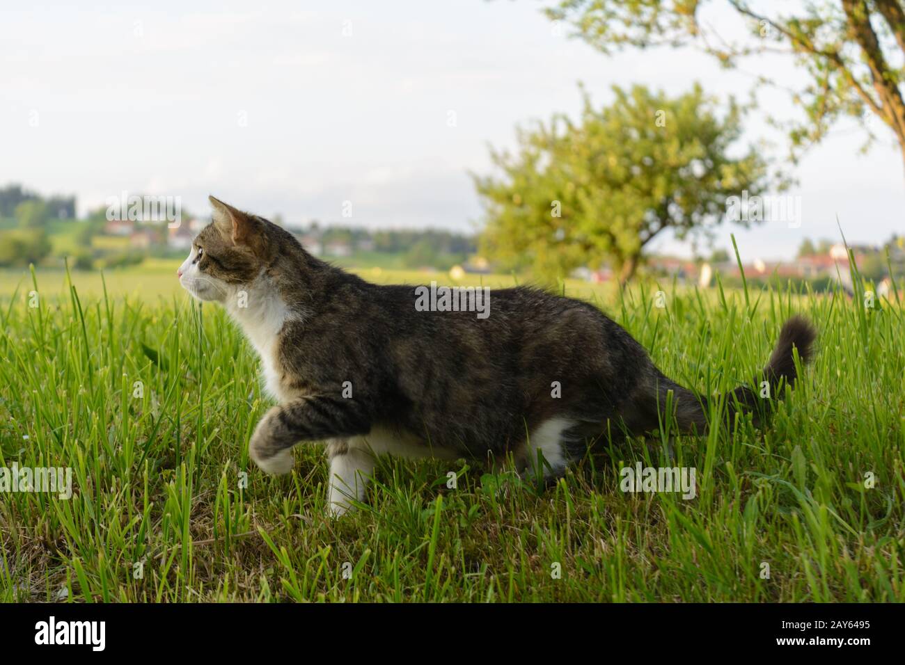 Casa gatto creeps nel prato su zampe tranquille Foto Stock