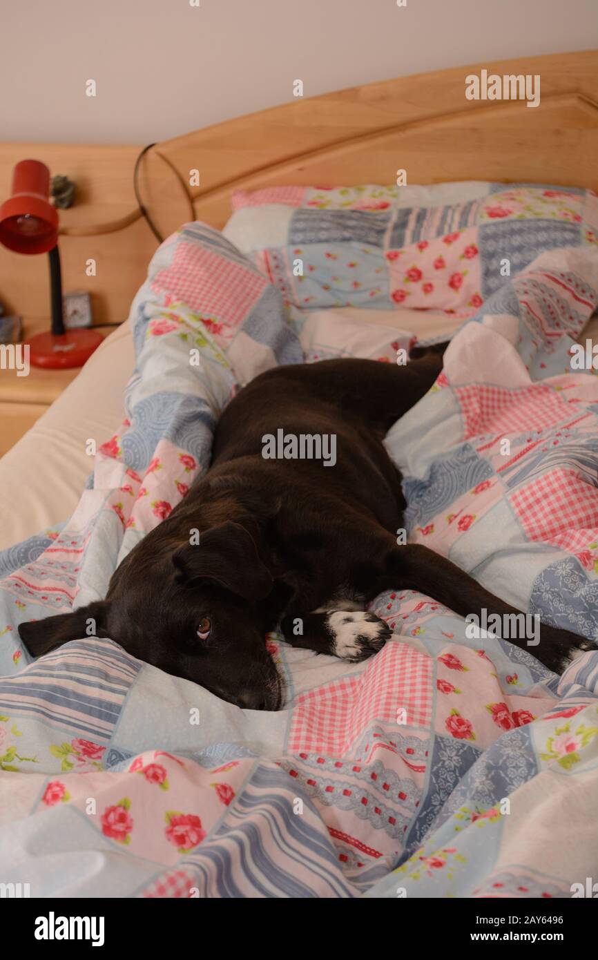 il cane nero ama il letto del proprietario in camera da letto Foto Stock