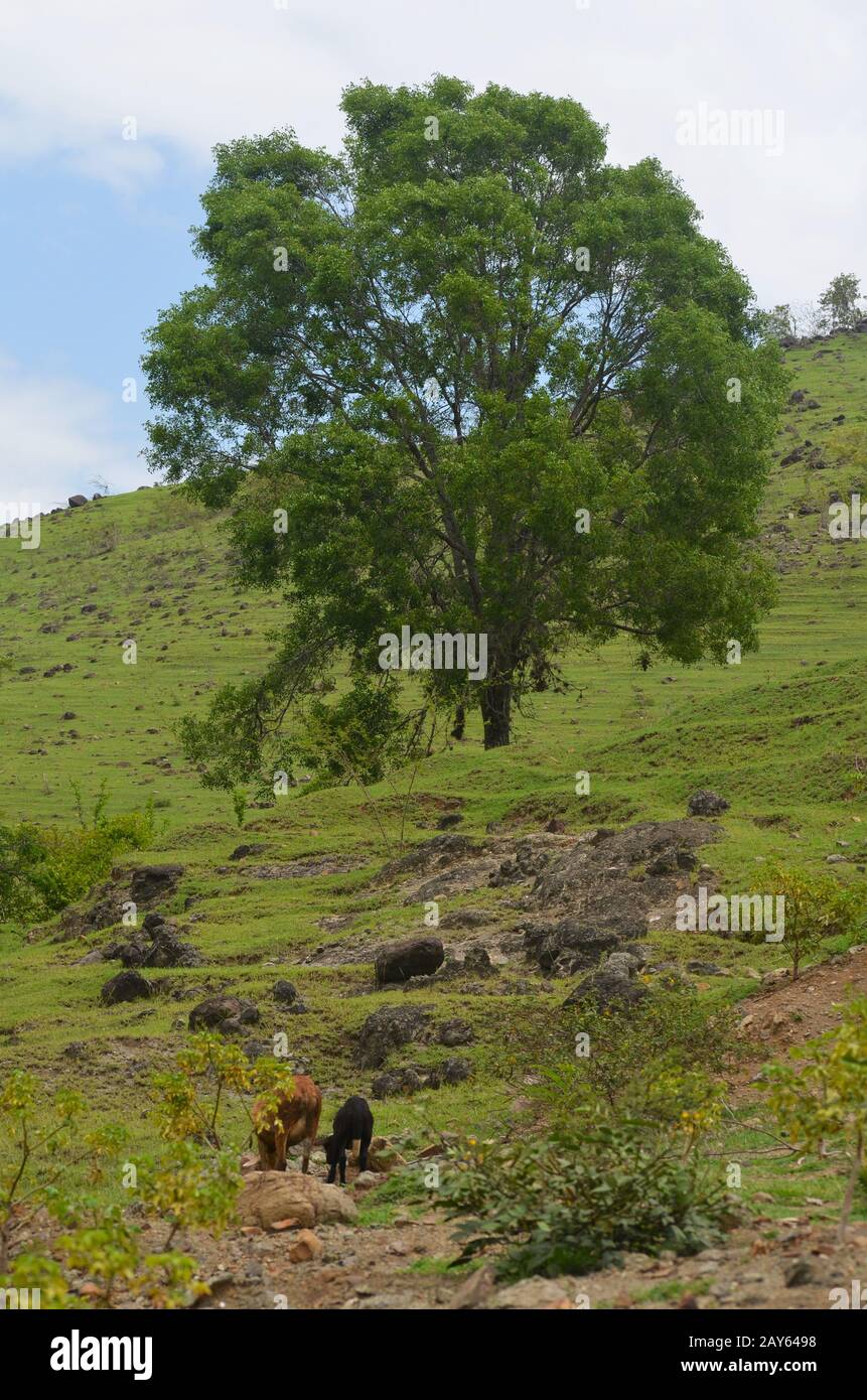 Il disboscamento della foresta e il sovrascarimento causano erosione della pendenza ai piedi della catena montuosa della Sierra Maestra, comune di Guisa, Cuba meridionale Foto Stock