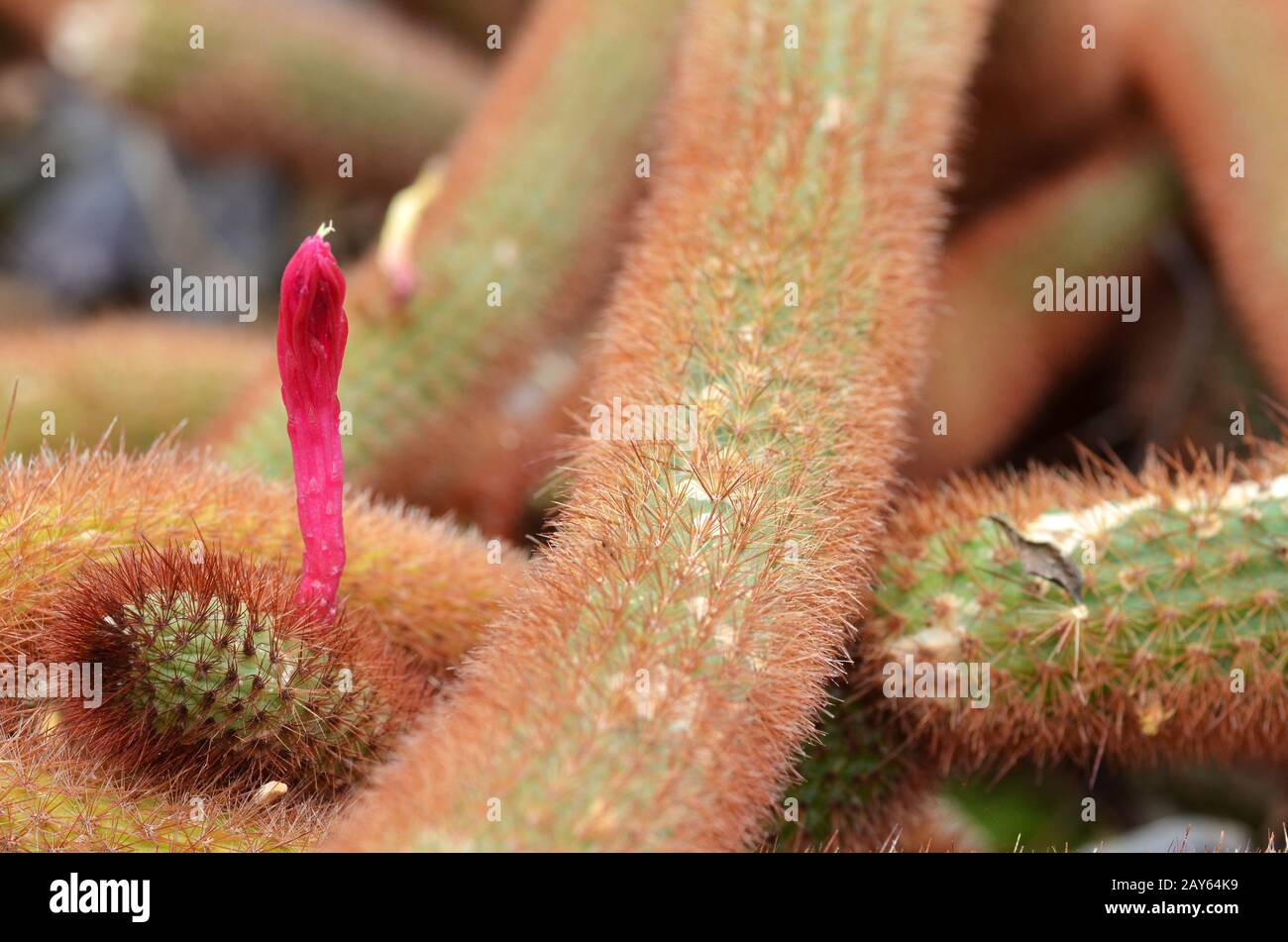 Fiori rosa di cactus dorato con coda di ratto Foto Stock