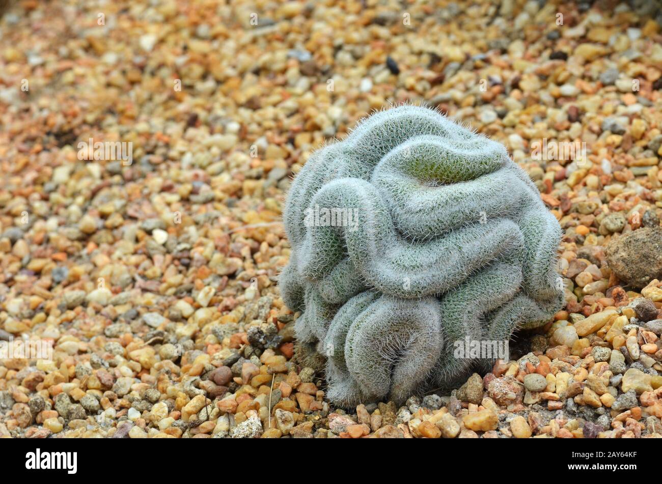 Cactus verde che appare come il cervello Foto Stock