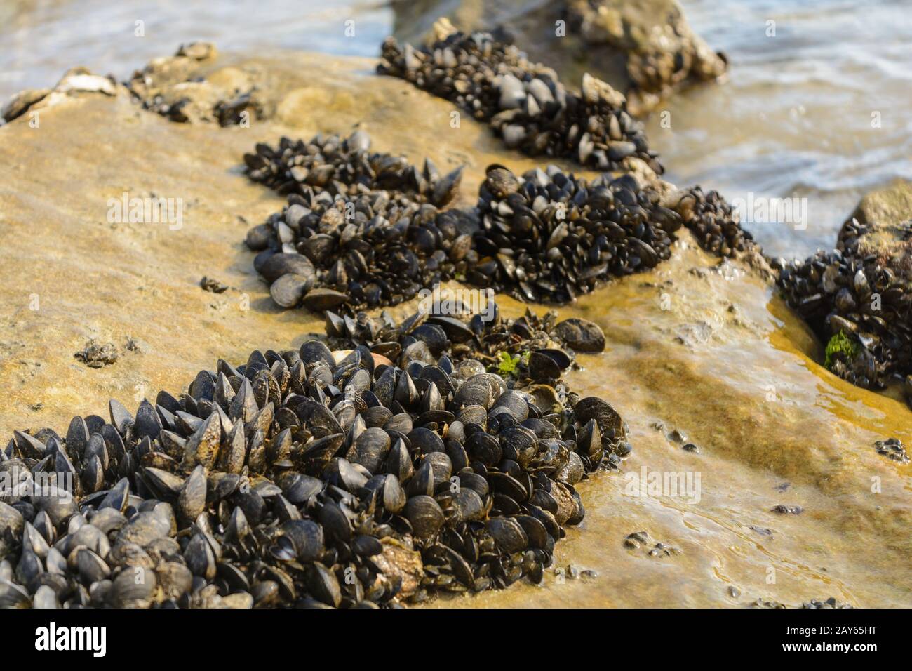 Cozze che si aggrappano alle pietre sulla riva del mare - Italia Foto Stock