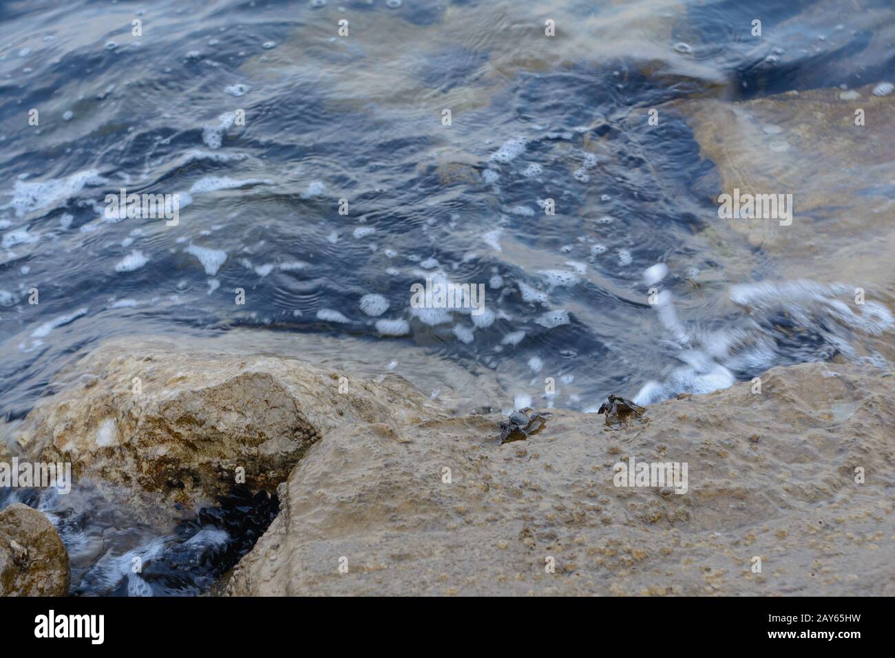 Cozze e crostacei in riva al mare - Italia Foto Stock