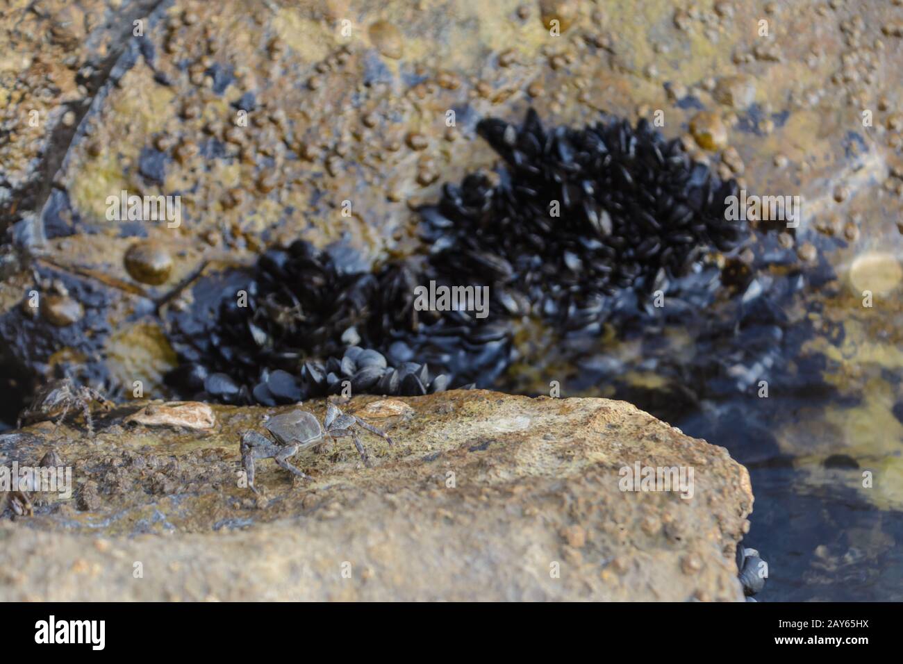 Granchi striscianti su pietra e cozze sulla riva del mare Foto Stock