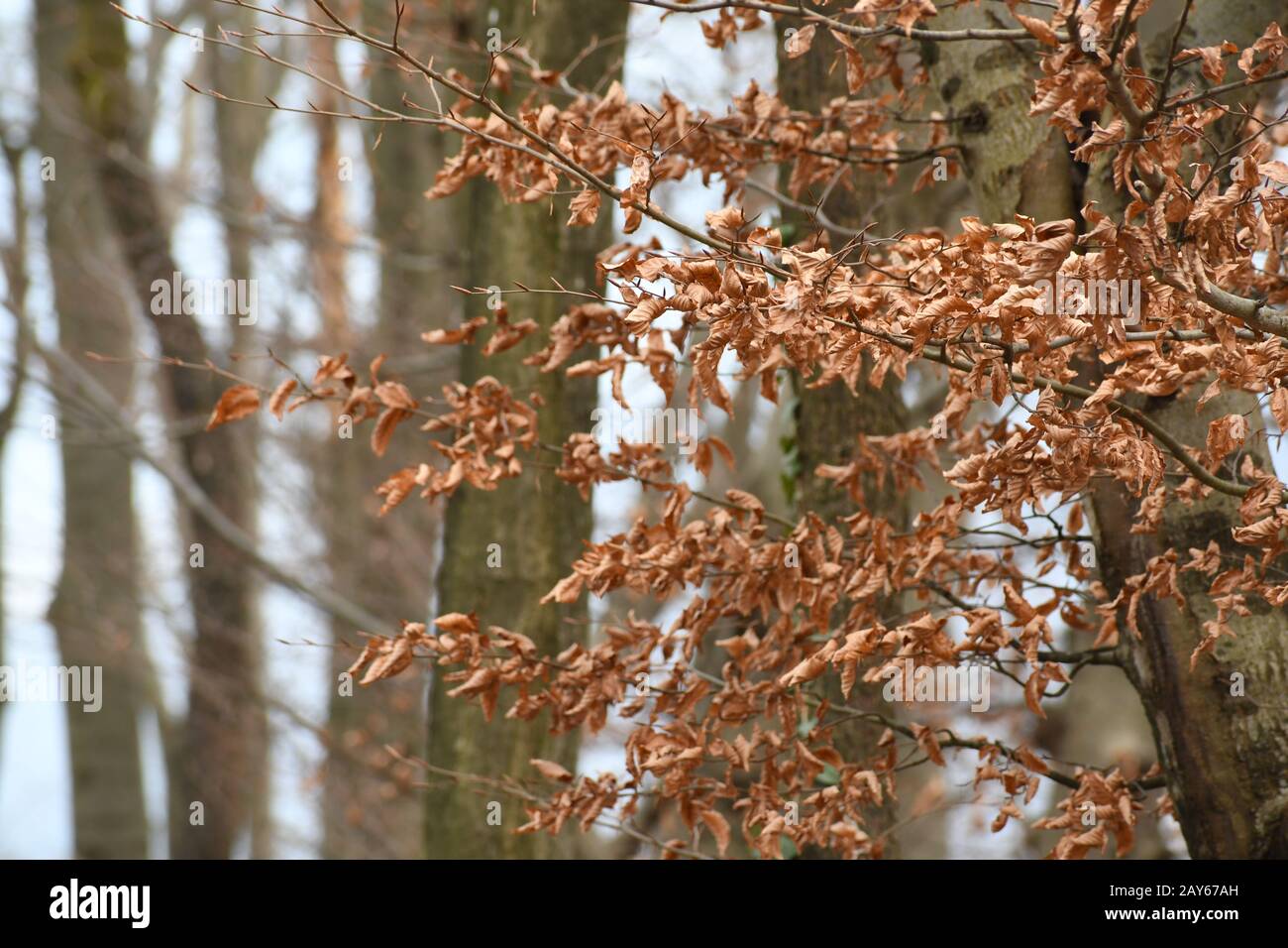 foglie marroni in inverno o in autunno Foto Stock