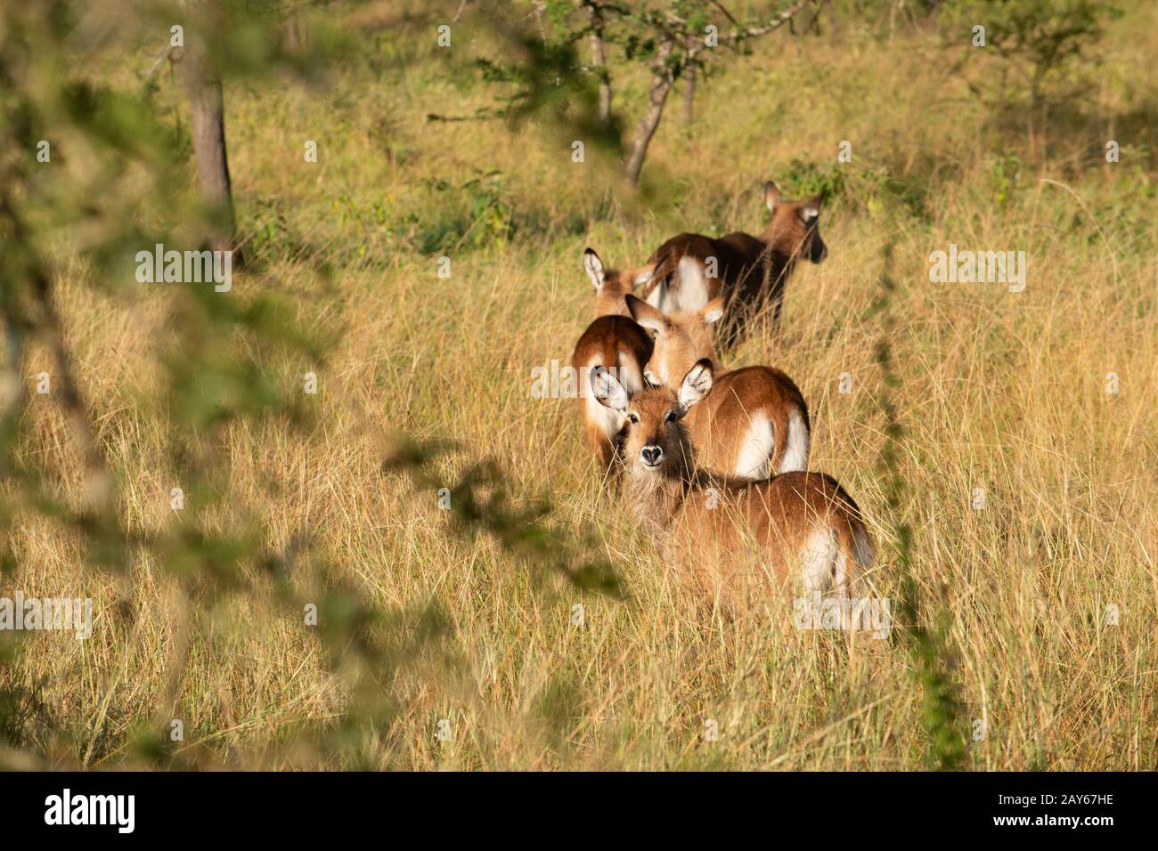 Cervi nel parco naturale Uganda Lago Mmburro Foto Stock