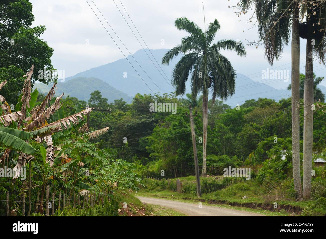 Piccoli resti della foresta tropicale fortemente registrata ai piedi della catena montuosa della Sierra Maestra, comune di Guisa, Cuba meridionale Foto Stock