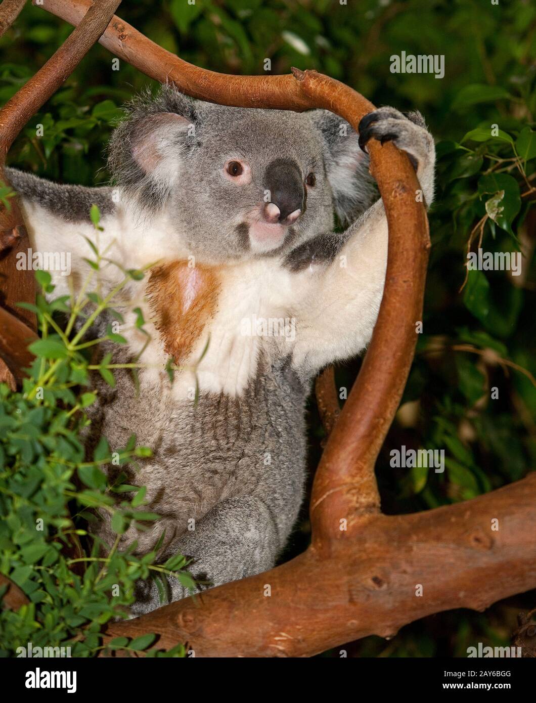 Il Koala, phascolarctos cinereus, maschio seduta sul ramo Foto Stock