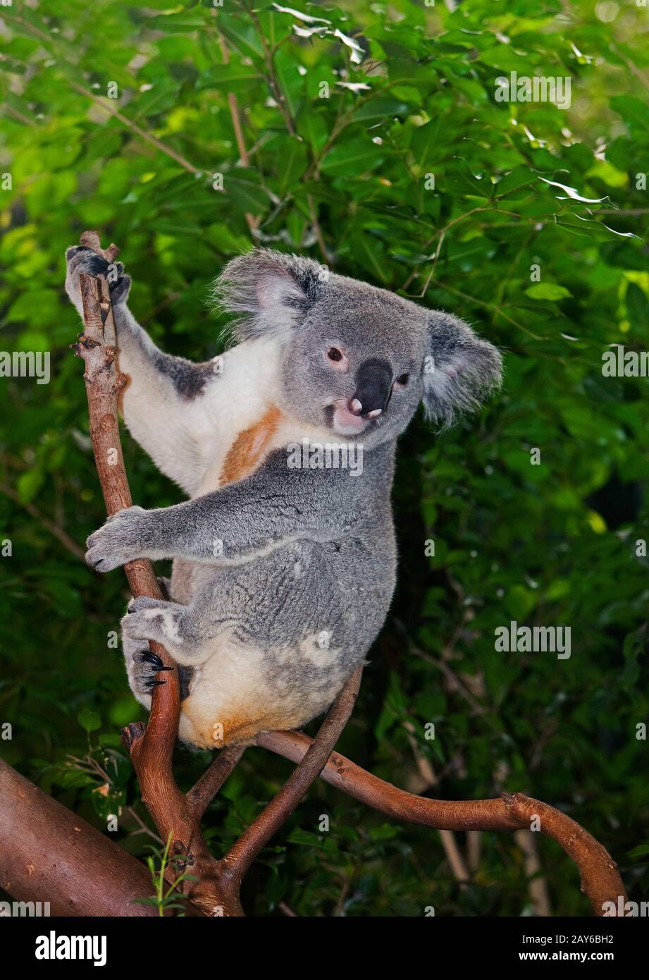 Koala, phascolarctos cinereus, femmina seduto su Branch Foto Stock