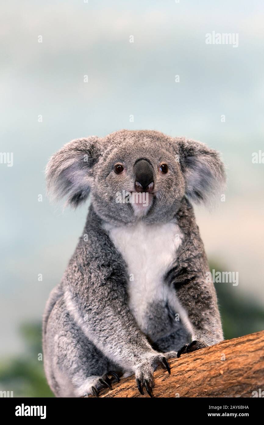 Il Koala, phascolarctos cinereus, Madre seduta sul ramo Foto Stock