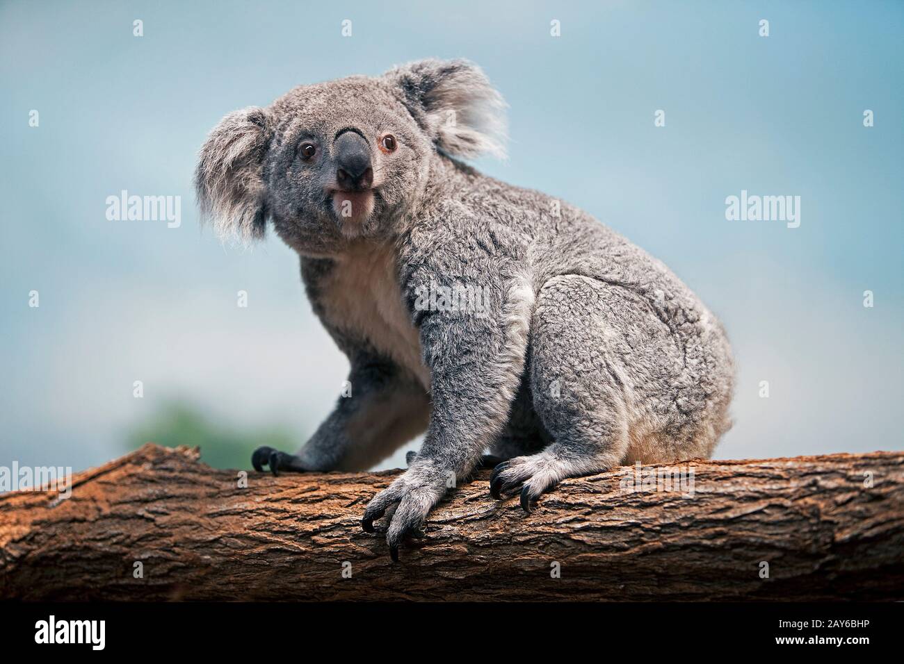 Il Koala, phascolarctos cinereus, Madre seduta sul ramo Foto Stock