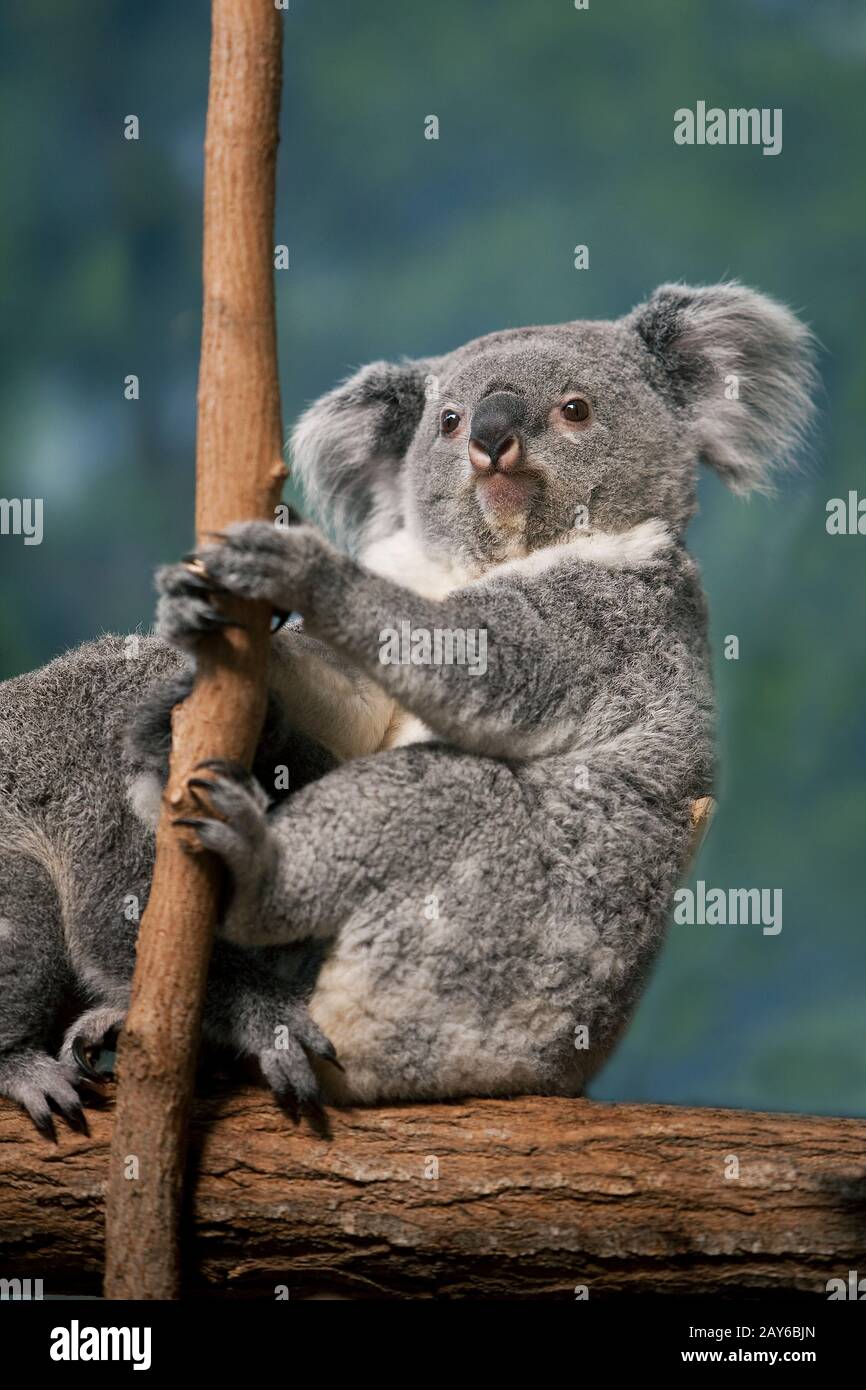 Koala, phascolarctos cinereus, Madre con giovane seduto su Branch Foto Stock