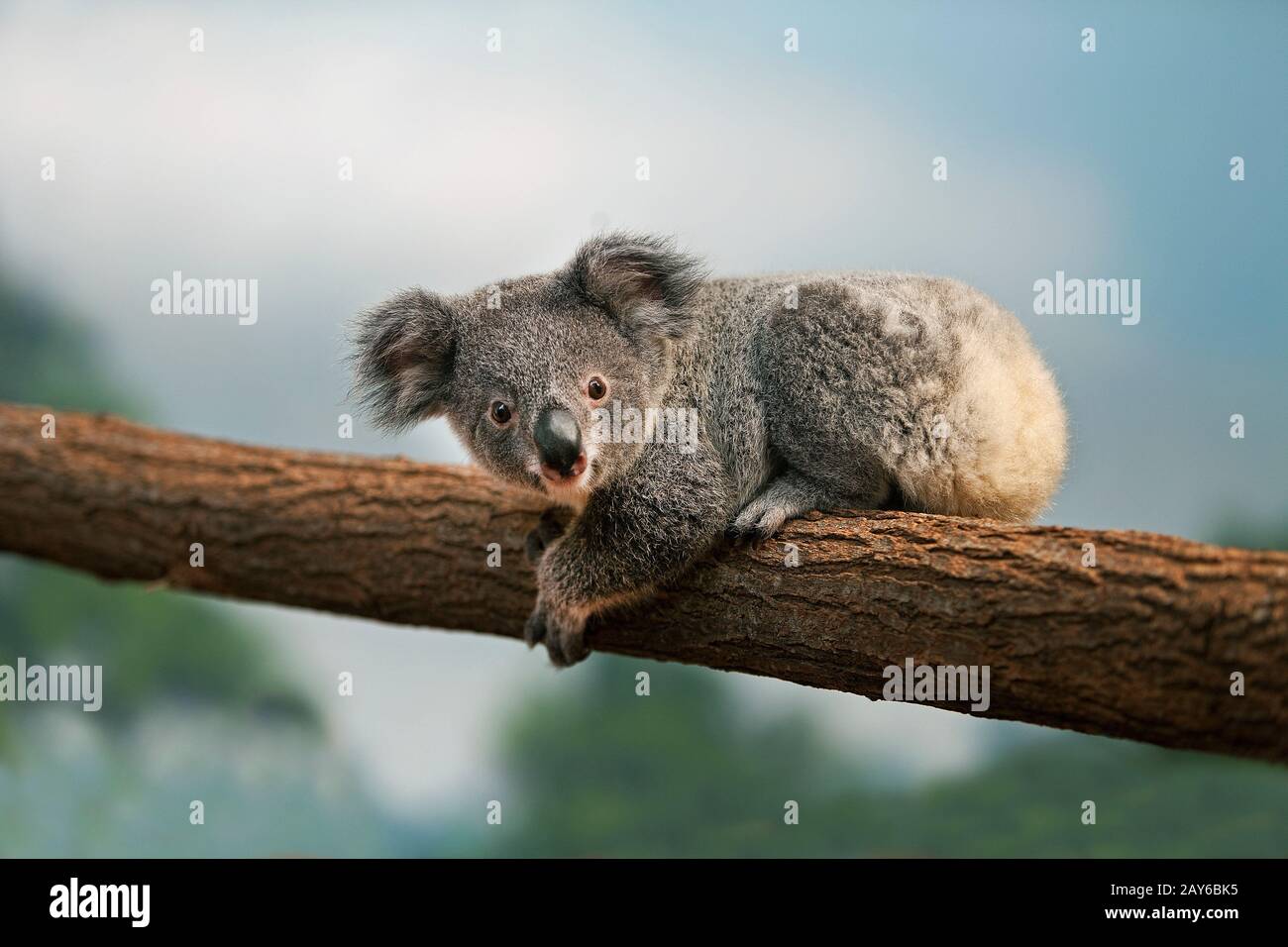 Koala, phascolarctos cinereus, giovane posa su Branch Foto Stock