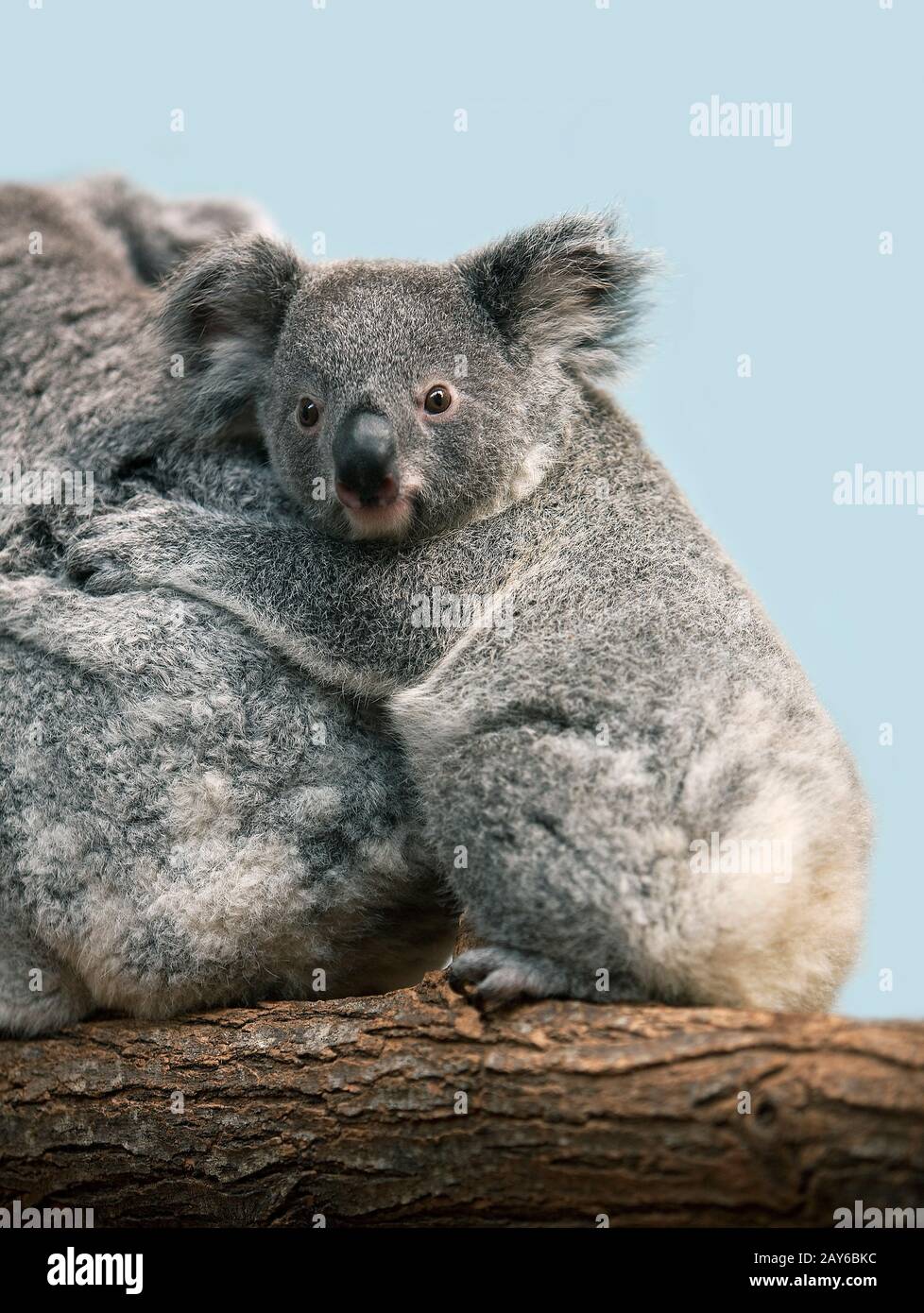 Il Koala, phascolarctos cinereus, madre con i giovani Foto Stock