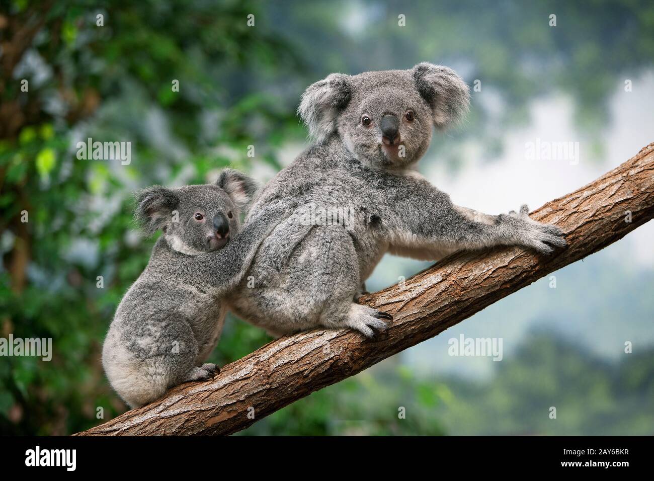 Koala, phascolarctos cinereus, Madre con giovane in piedi su Branch Foto Stock