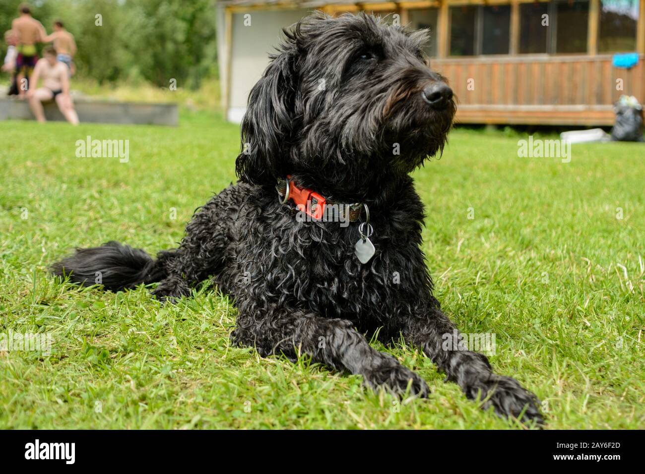 nero medio schnauzer disteso attentamente sul prato - ritratto del cane Foto Stock