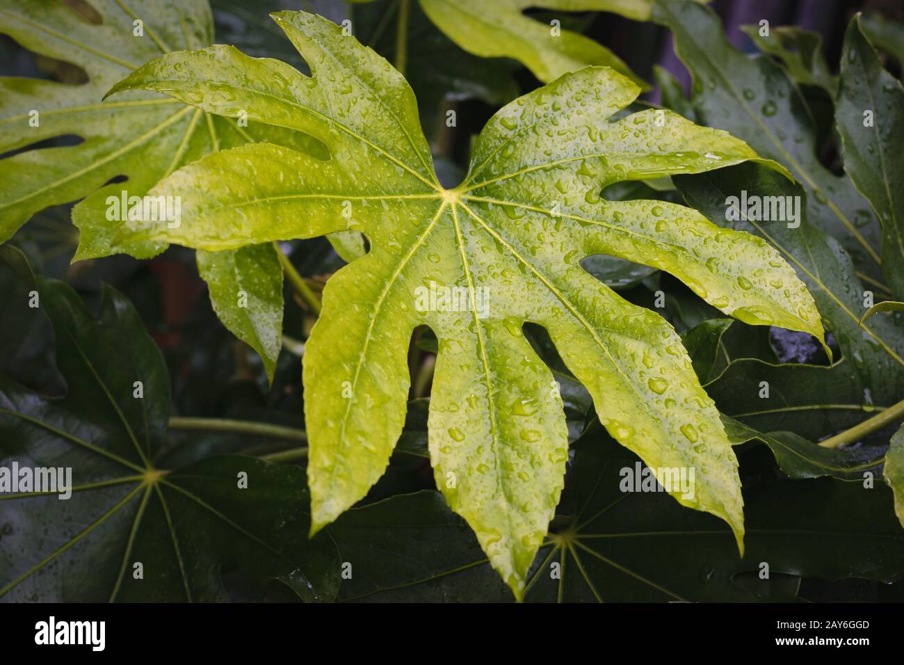 aralia giapponese (Fatsia japonica) foglie con gocce d'acqua Foto Stock