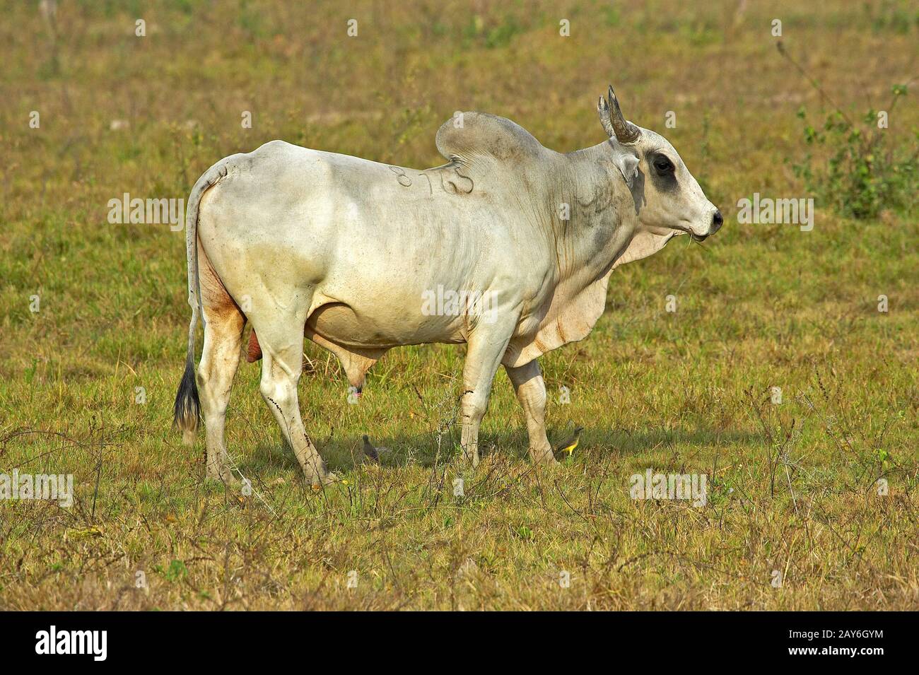 Bull, bovini domestici, Los Lianos in Venezuela Foto Stock