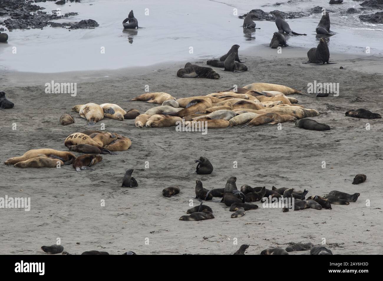 Rookery di Steller leoni di mare del Nord e le foche sulla spiaggia isola di Bering Foto Stock