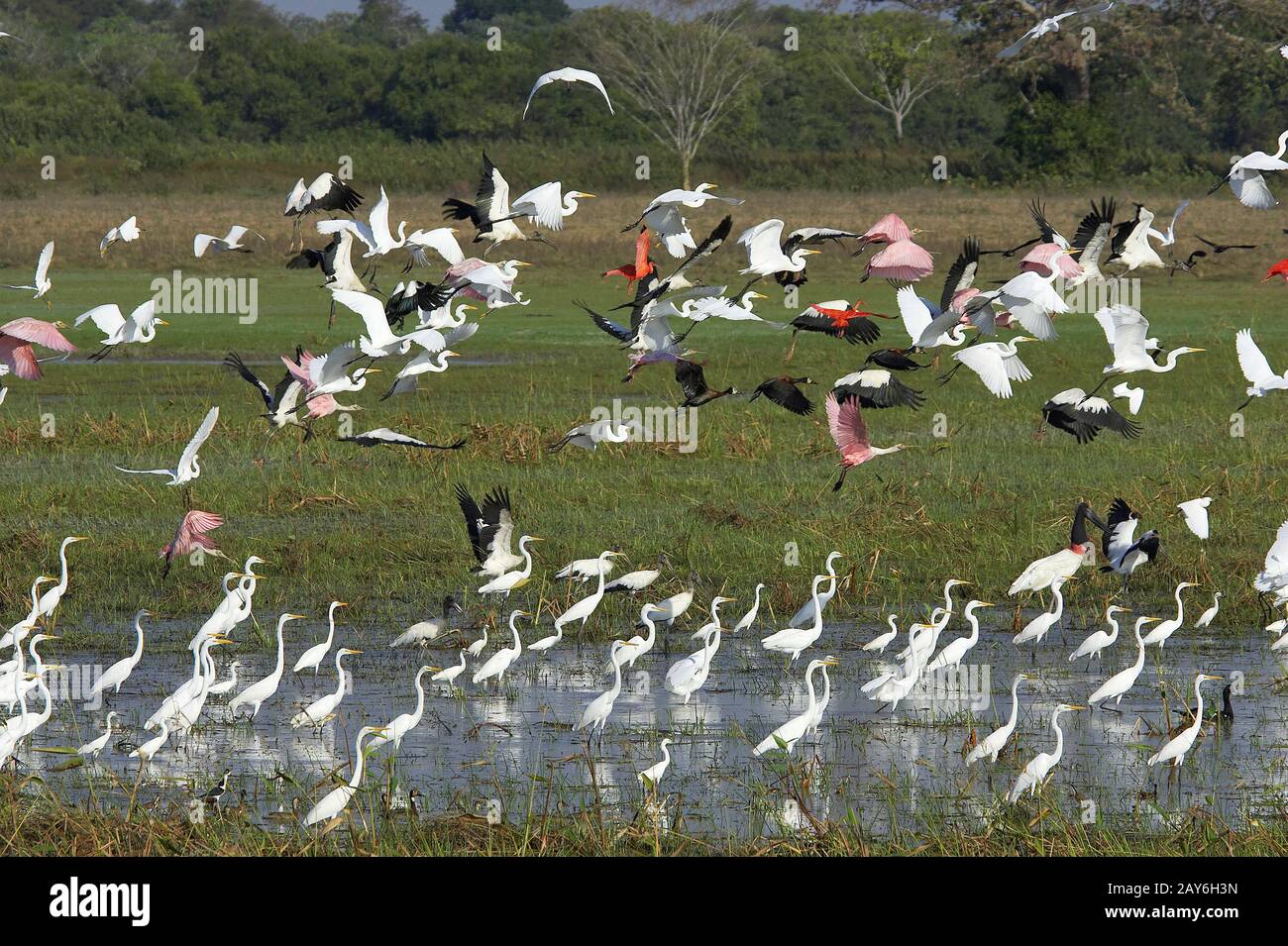 Great White Egret, casmerodius albus, Group standing in Swamp con Scarlet Ibis, anatra dal fischio rosso, roseato e fischietto bianco Foto Stock