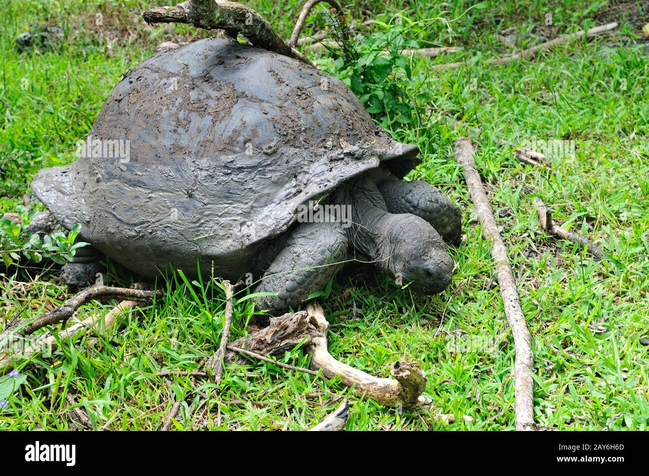 Tartaruga gigante selvaggia sull'isola di Floreana Galapagos Isole Ecuador Foto Stock