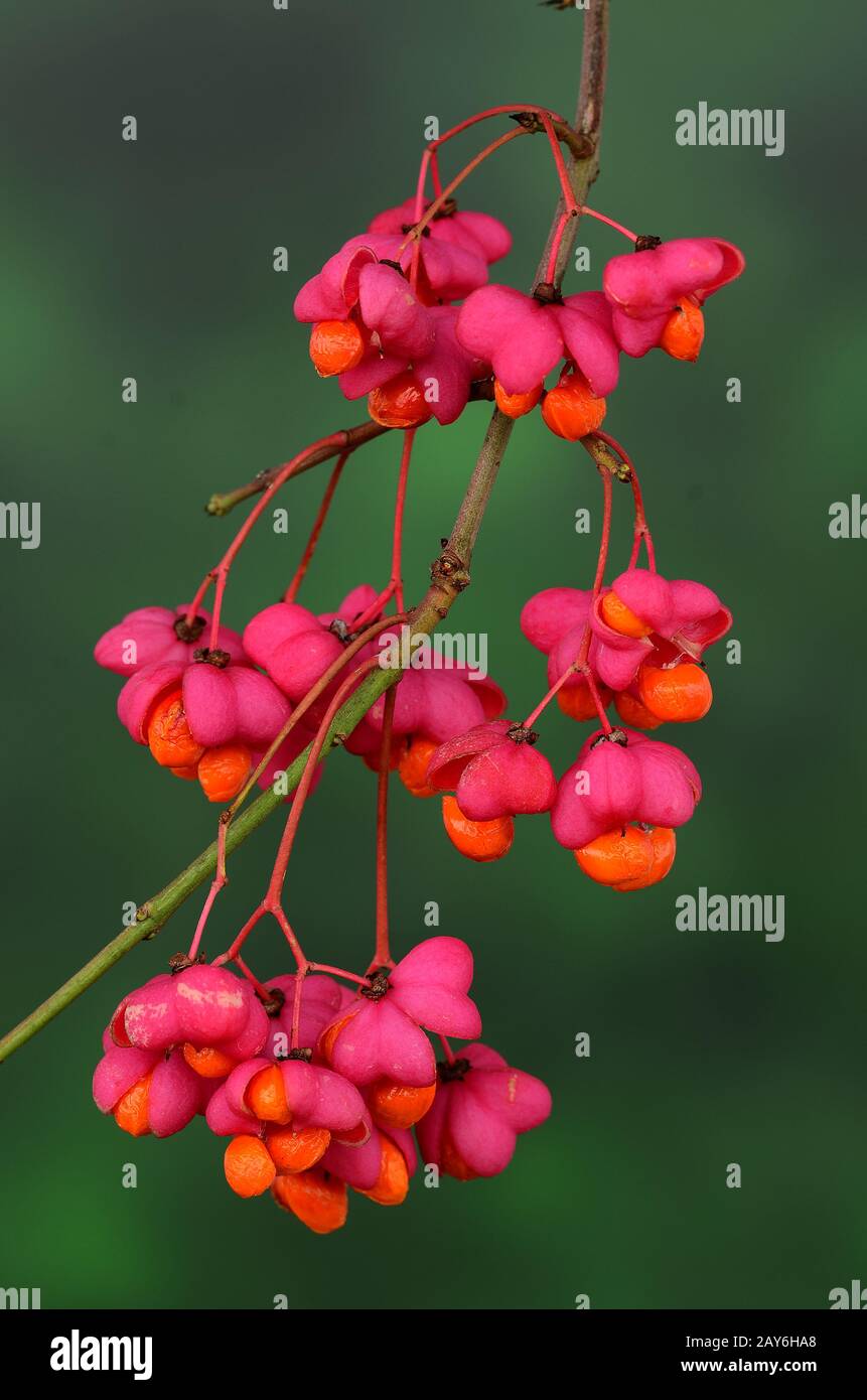 albero di mandrino, cespuglio, arbusto, infra-testcence, frutto multiplo, testa di seme, Foto Stock