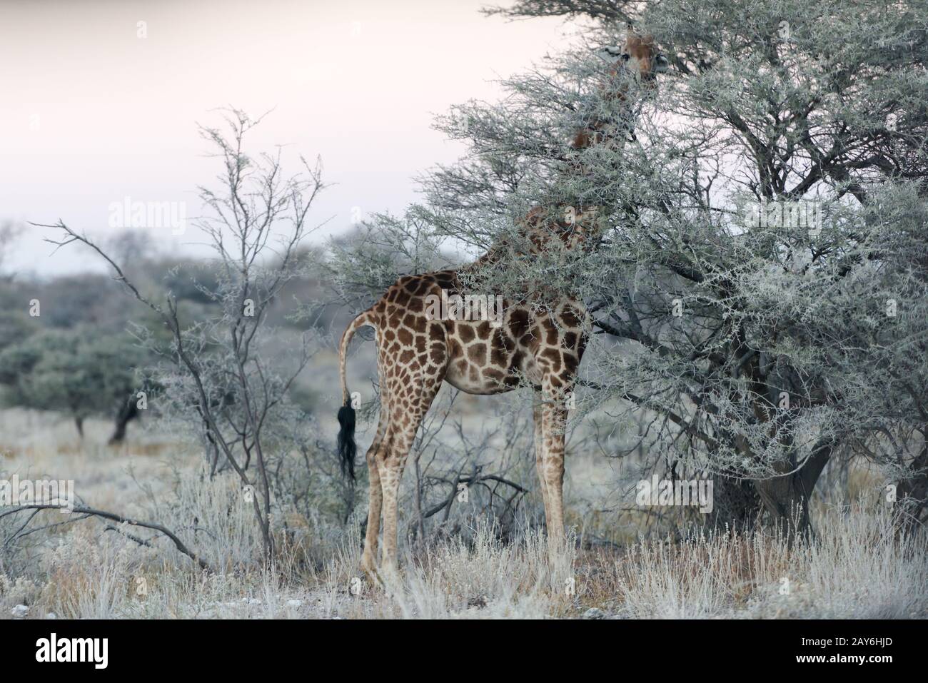 Vista ravvicinata della giraffa namibiana che mangia sottili foglie verdi Foto Stock