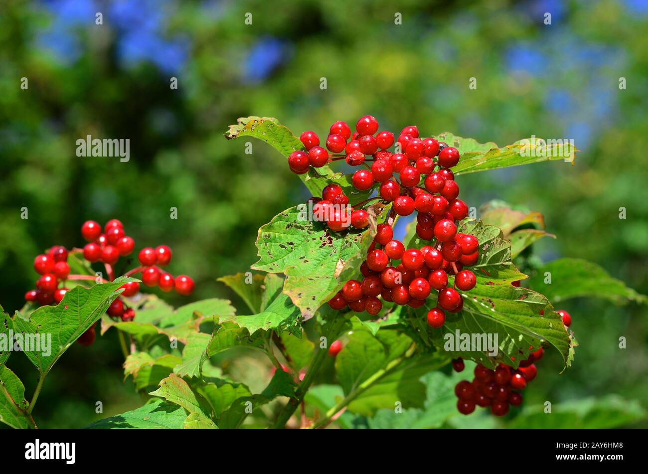 Corteccia di crampi, cespuglio europeo, rosa di guelder, albero di snowball, sambuco d'acqua, albero di viandro Foto Stock