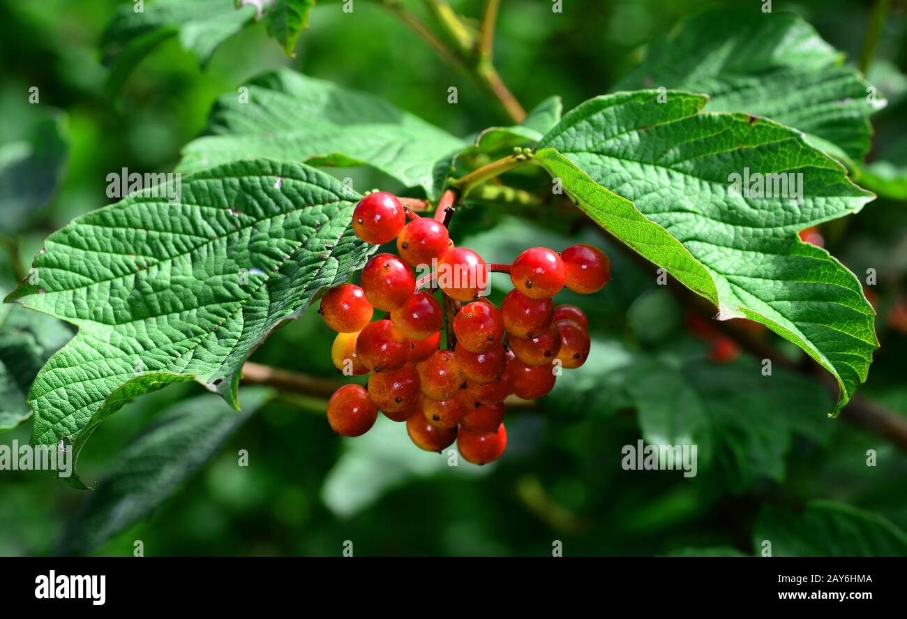 Corteccia di crampi, cespuglio europeo, rosa di guelder, albero di snowball, sambuco d'acqua, albero di viandro Foto Stock
