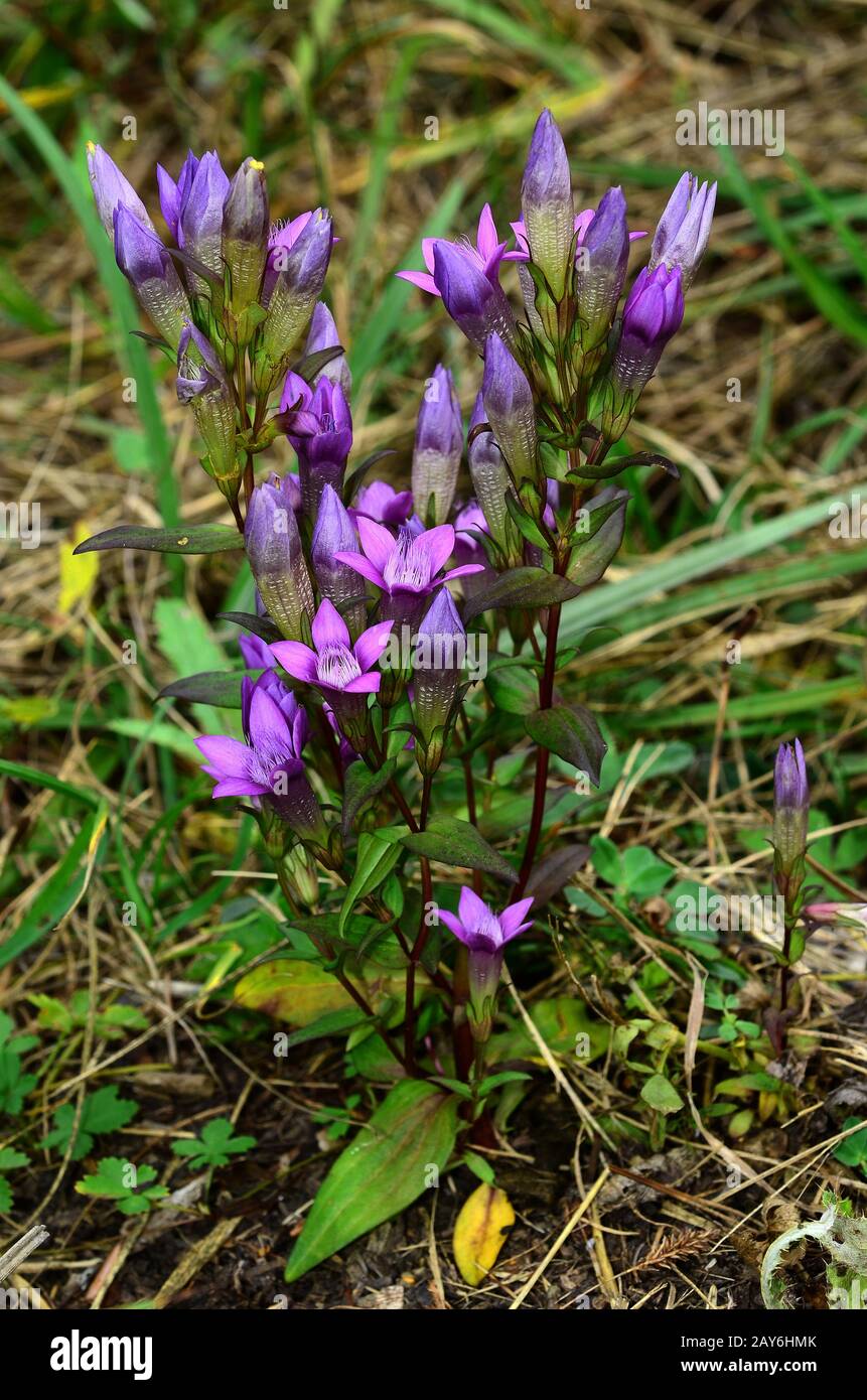 Fiore, fioritura, genziana, genziana di Chiltern, genziana tedesca, Foto Stock