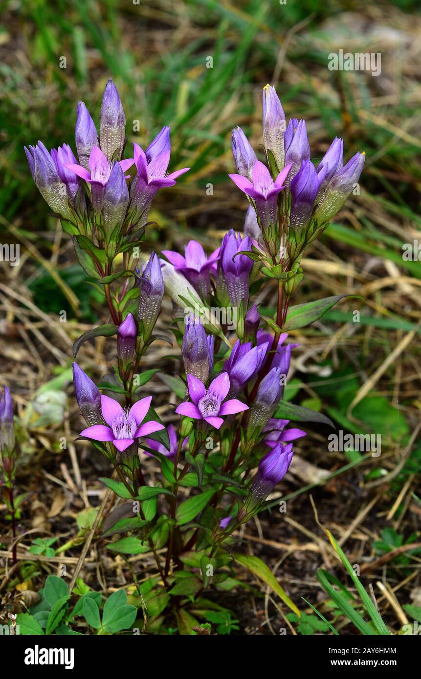 Fiore, fioritura, genziana, genziana di Chiltern, genziana tedesca, Foto Stock