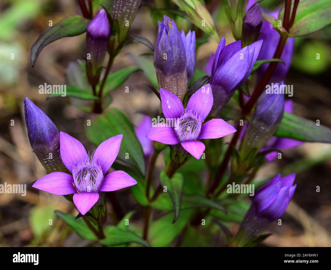 Fiore, fioritura, genziana, genziana di Chiltern, genziana tedesca, Foto Stock