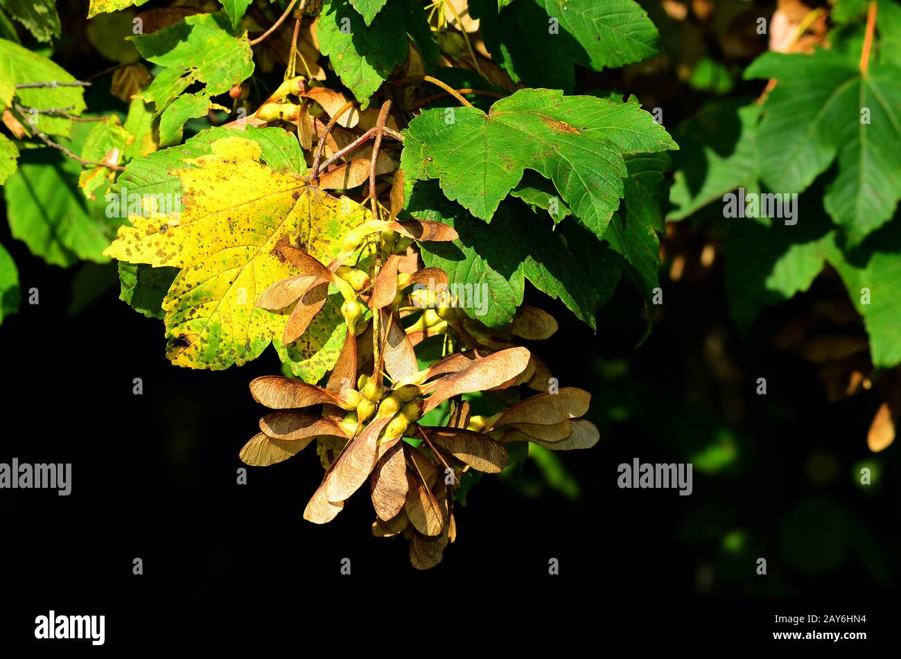 albero, frutta, arewood, sicomoro, acero grande, acero di sicomoro, Foto Stock