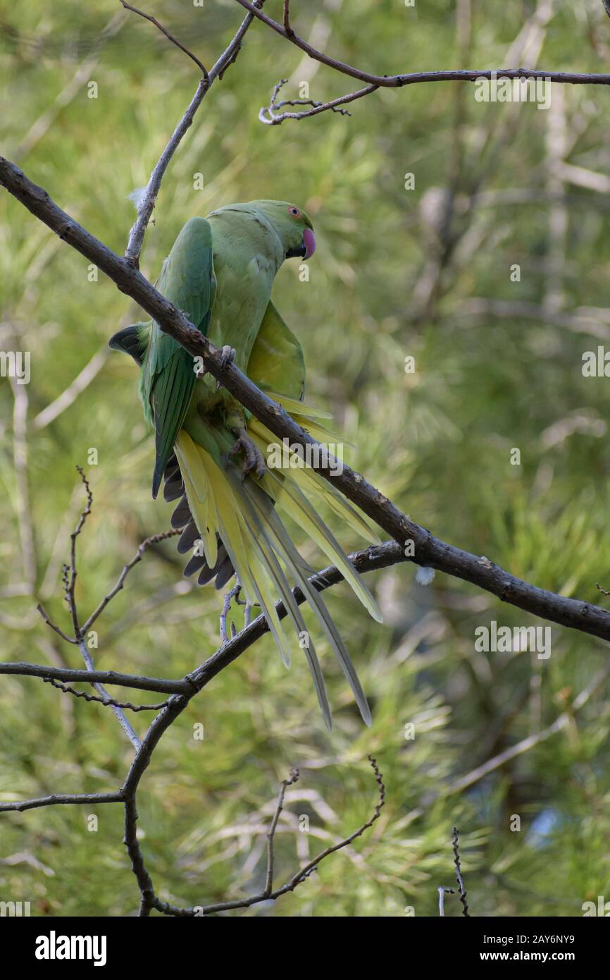 Zampillata di rosa (pappagallo verde, anello-collo, sittacula krameri) su ramo di albero Foto Stock