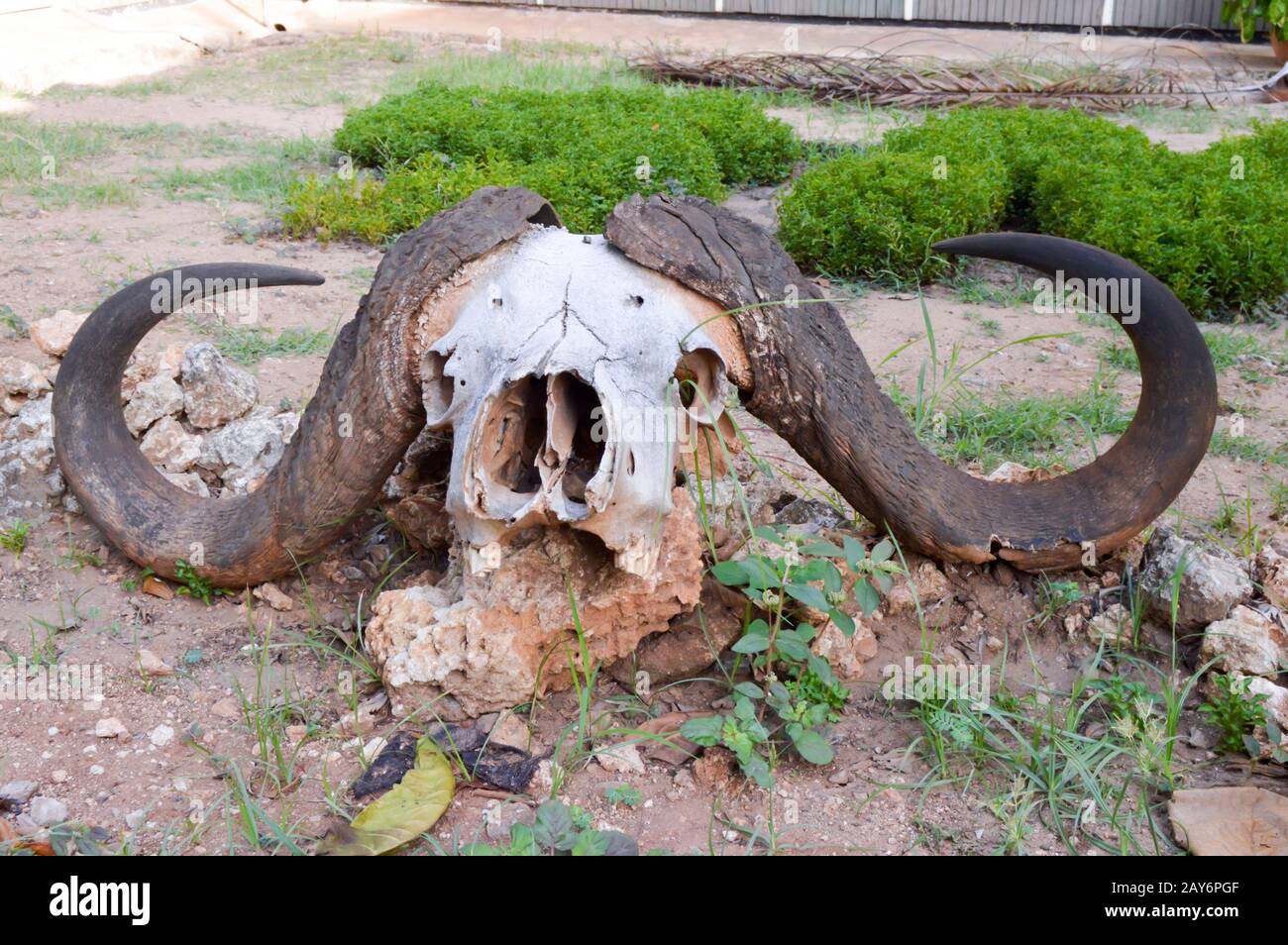 Cranio Buffalo in posa su una pietra Foto Stock