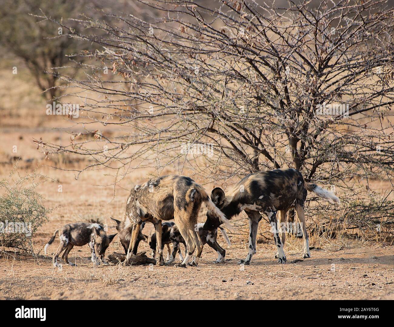 Cane selvaggio africano nel parco nazionale di Etosha in Namibia Sud Africa Foto Stock