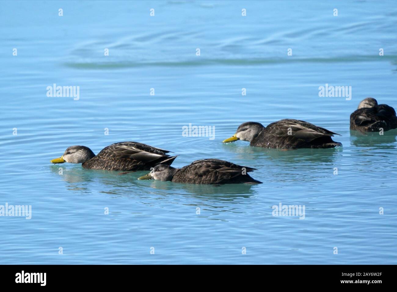 Anatre nere sul lago Foto Stock
