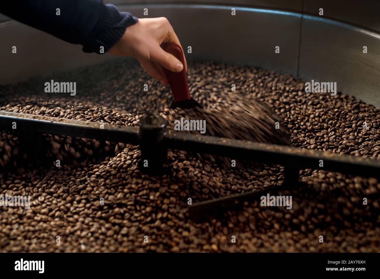 Uomo di ispezionare e tostatura i chicchi di caffè Foto Stock