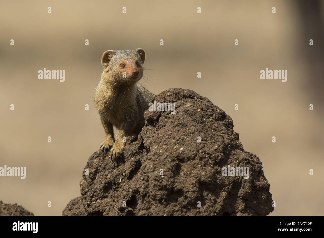 Mongoose nana in piedi su un tumulo di termite in cui gli animali scassano vivono qui Foto Stock