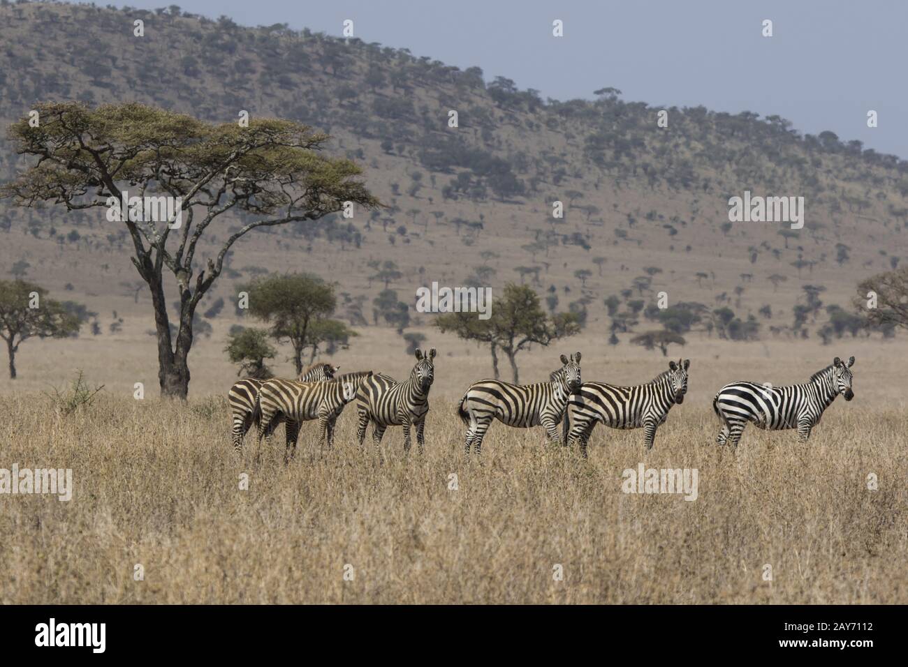 Enfasi sul gruppo familiare di zebre in piedi nella savana vicino Acacia su un caldo afoso giorno Foto Stock