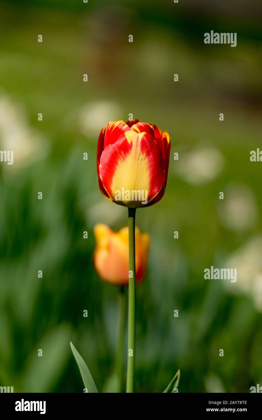 Single tulip contro lo sfondo di colore verde Foto Stock