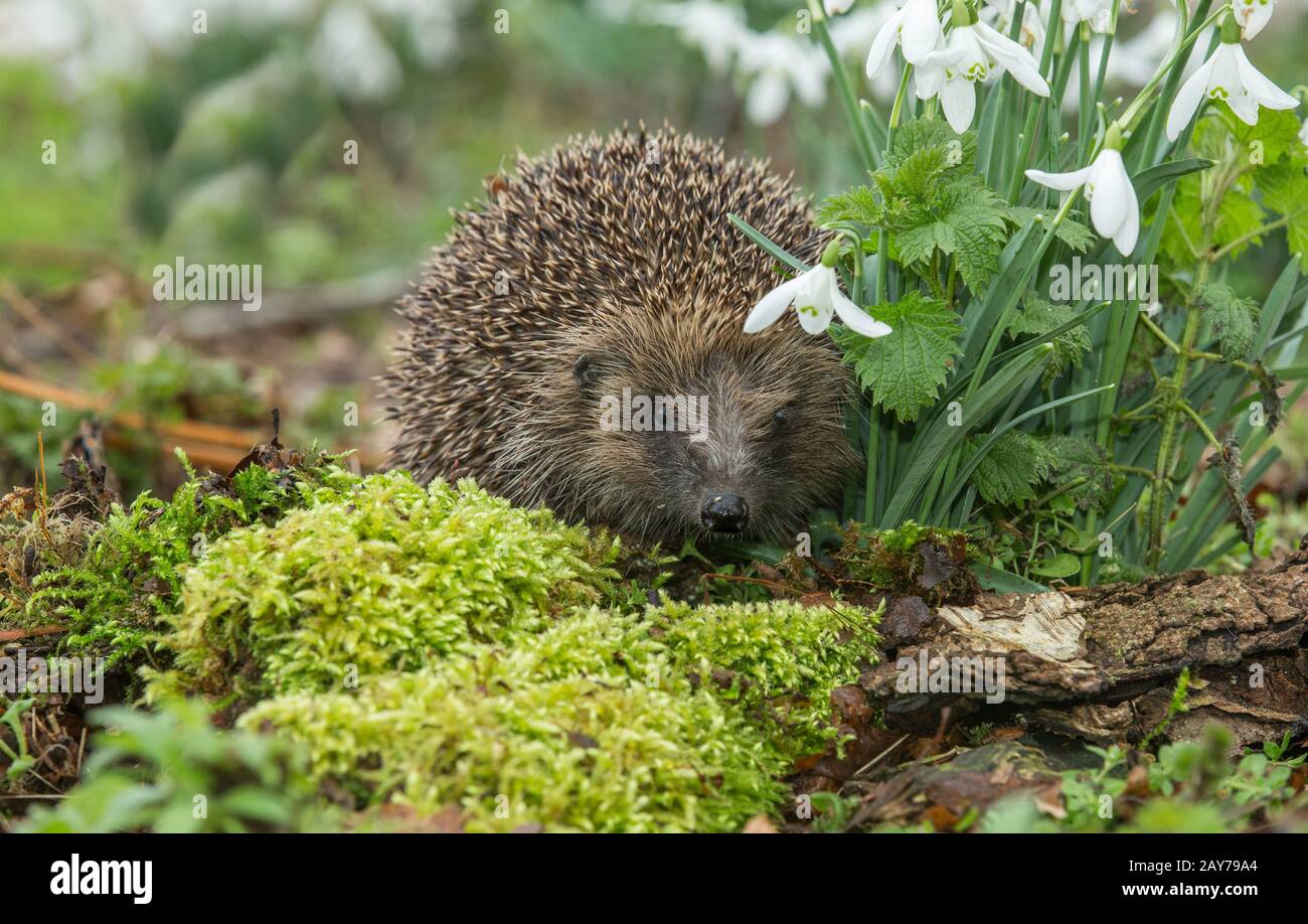 Hedgehog, (nome scientifico: Erinaceus Europaeus) Selvaggio, nativo, europeo hedgehog di fronte in avanti in habitat naturale boschivo in primavera con muschio verde, Foto Stock