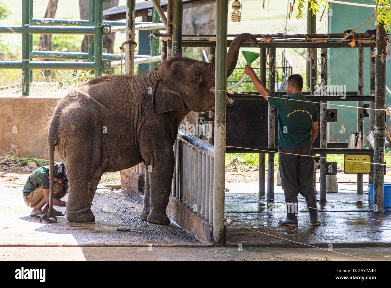 Sri Lanka, - Settembre 2015: Rangers che alimentano il latte ai giovani elefanti orfani mentre sono controllati da un veterinario presso la Udewalawe, Elephant Transit home Foto Stock