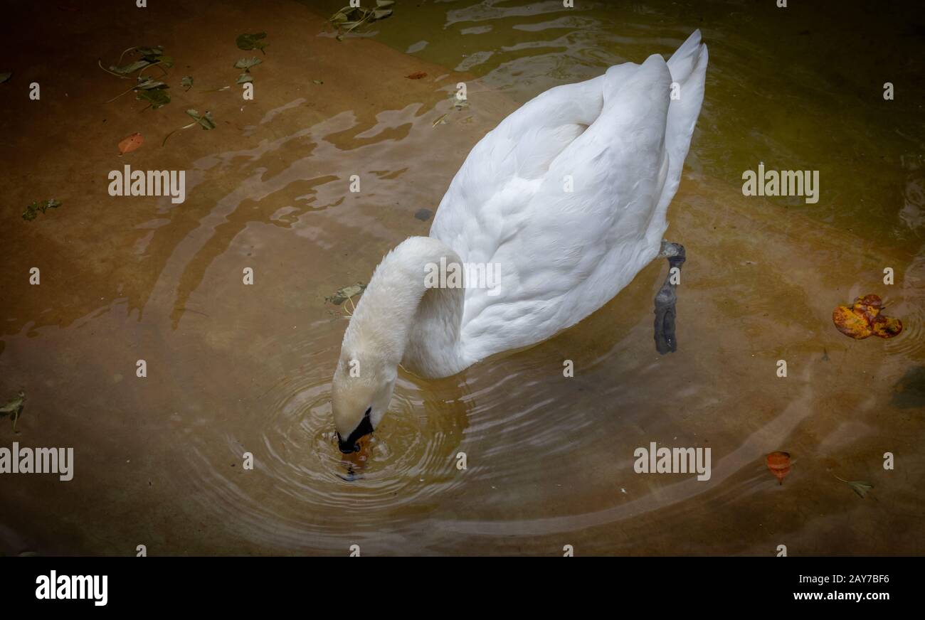 White Swan stagno a Pinnawala Open Zoo Foto Stock