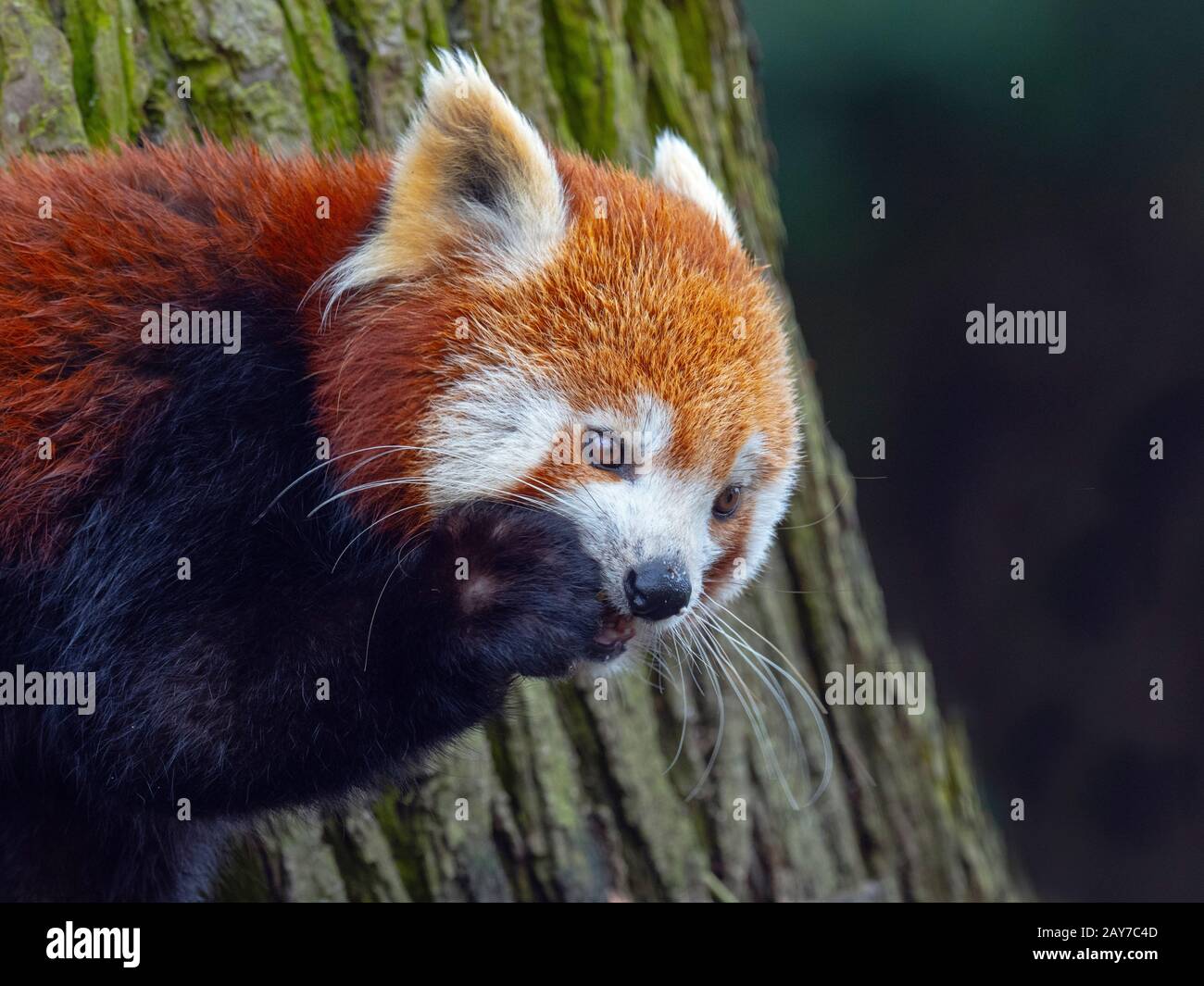 Panda rosso Ailurus fulgens captive ritratto Foto Stock